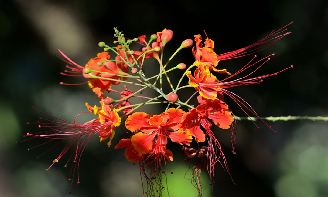 黄石花帮主百科词条创建案例